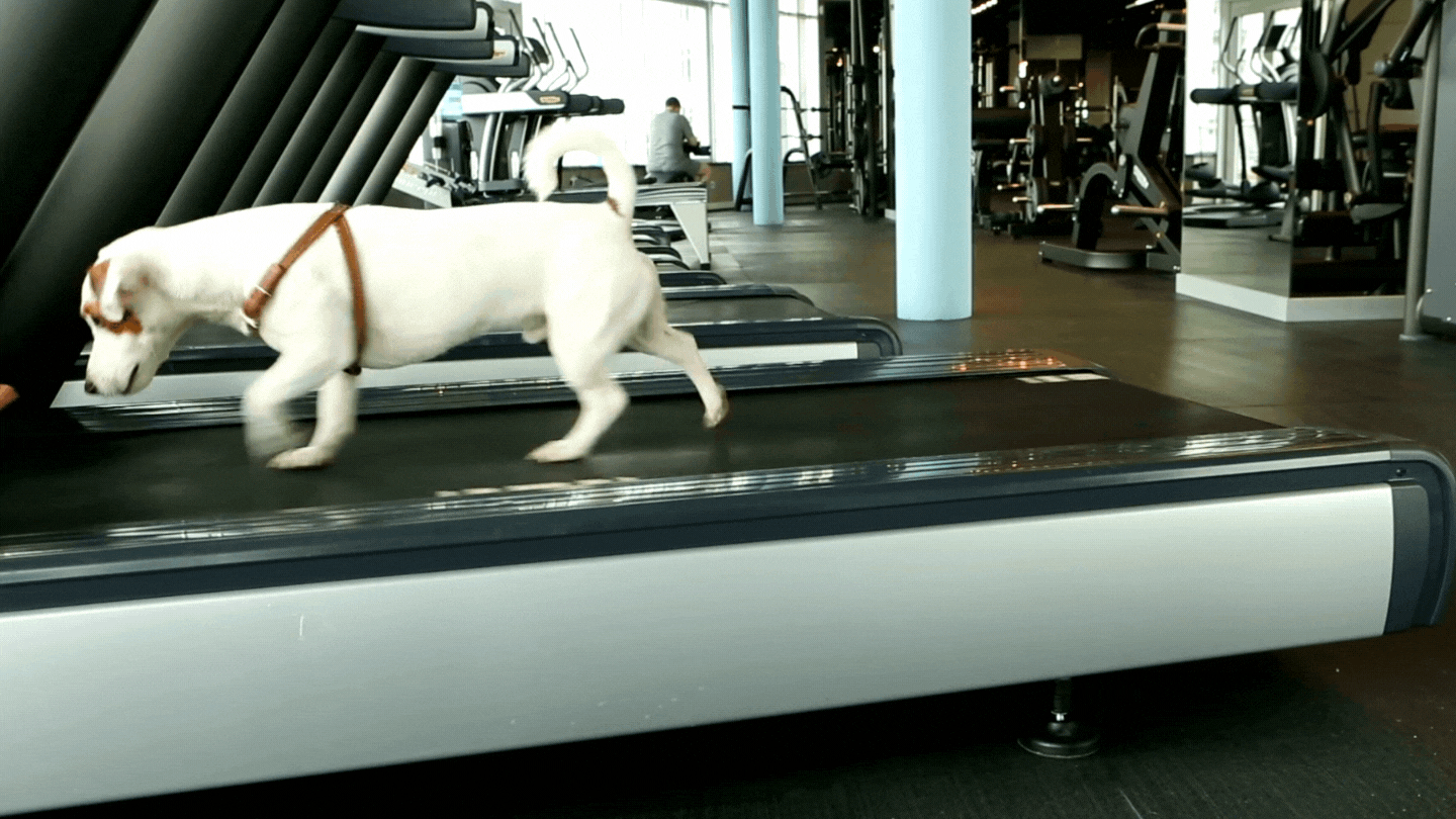 Motivated Dog Motivated Dog