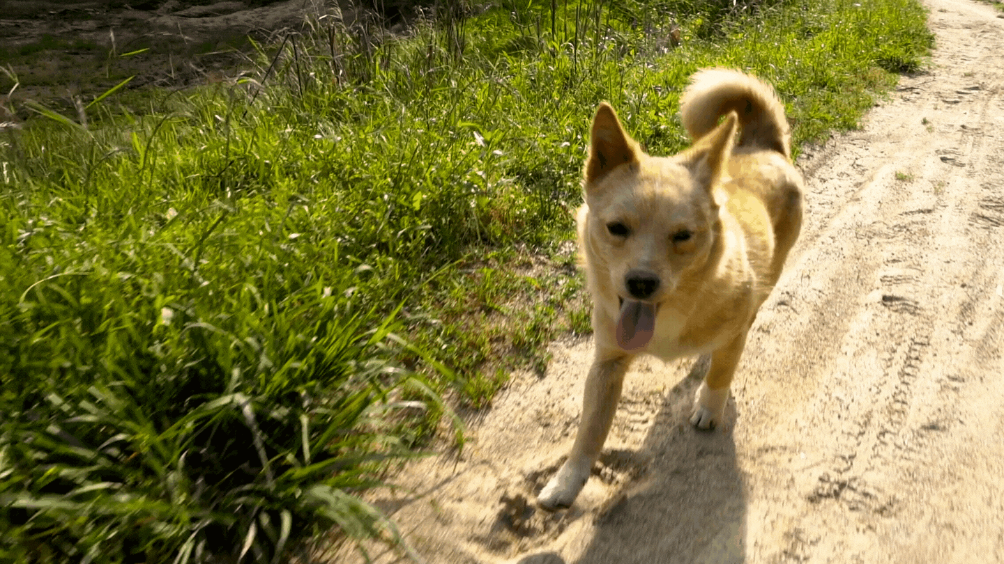 Happy Dog Happy Dog