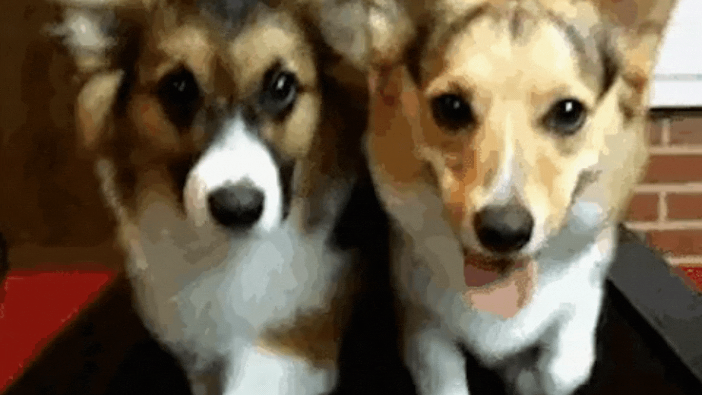 Dogs Walking on a Treadmill Dogs Walking on a Treadmill