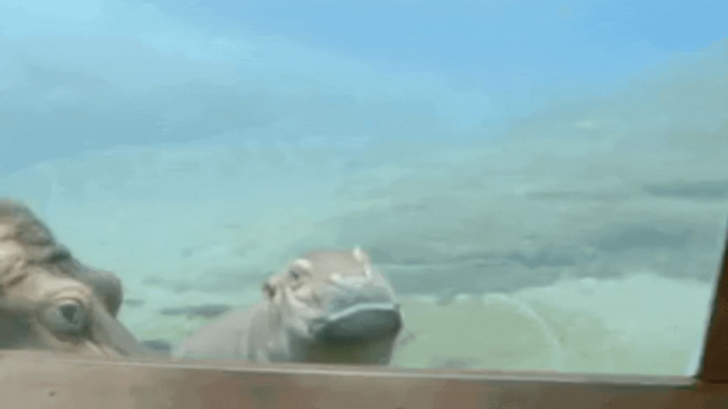 Hippo Hippo